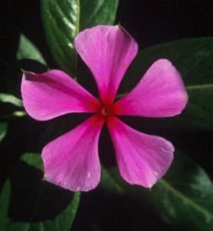 Flor de base pentagonal